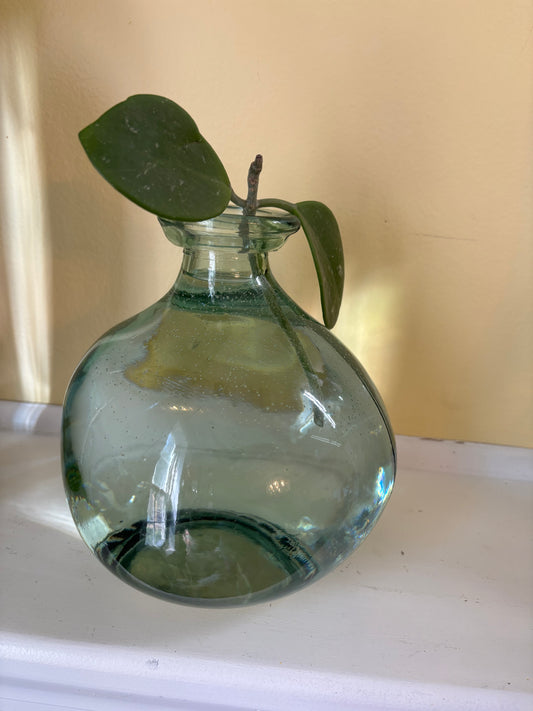 Hoya Obovata Cutting in Propagation Vase