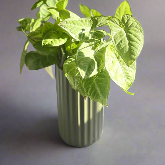 Hydroponic Sage Green Matte Vase with Arrowhead Plant