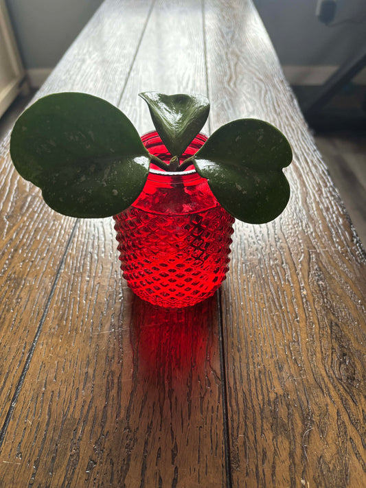 Red Tinted Glass Vase (4.5 in tall 2 in wide) with Hoya Obovata Cutting