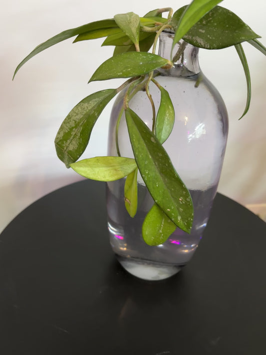 Hoya Publicalyx Propagation Water Vase